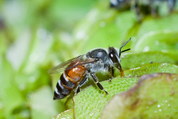 Werkende bij — Stockfoto