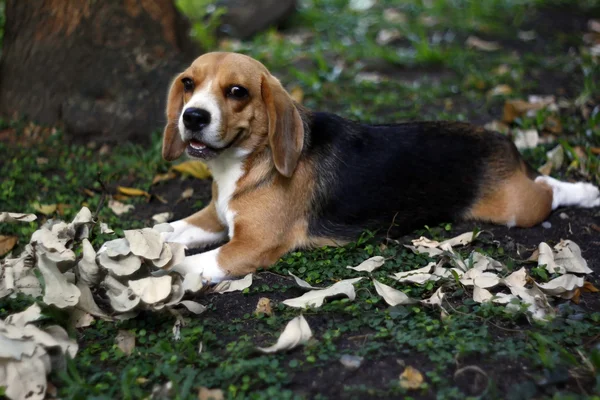 Beagle pauza — Zdjęcie stockowe