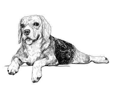 Beagle dinlenme zamanı