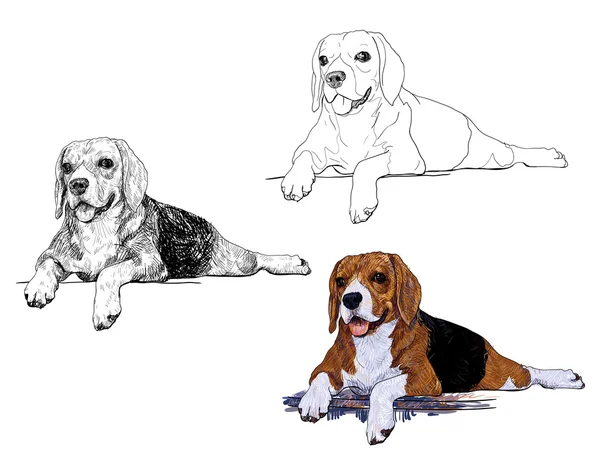 El tiempo de descanso del beagle — Archivo Imágenes Vectoriales