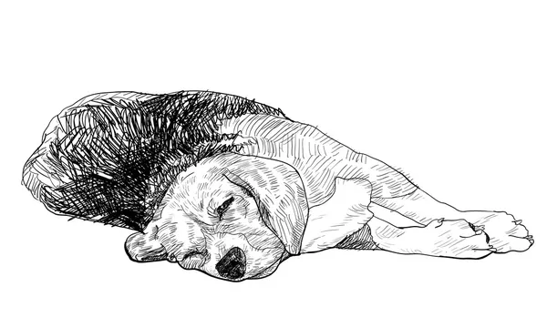 Postura beagle — Vetor de Stock