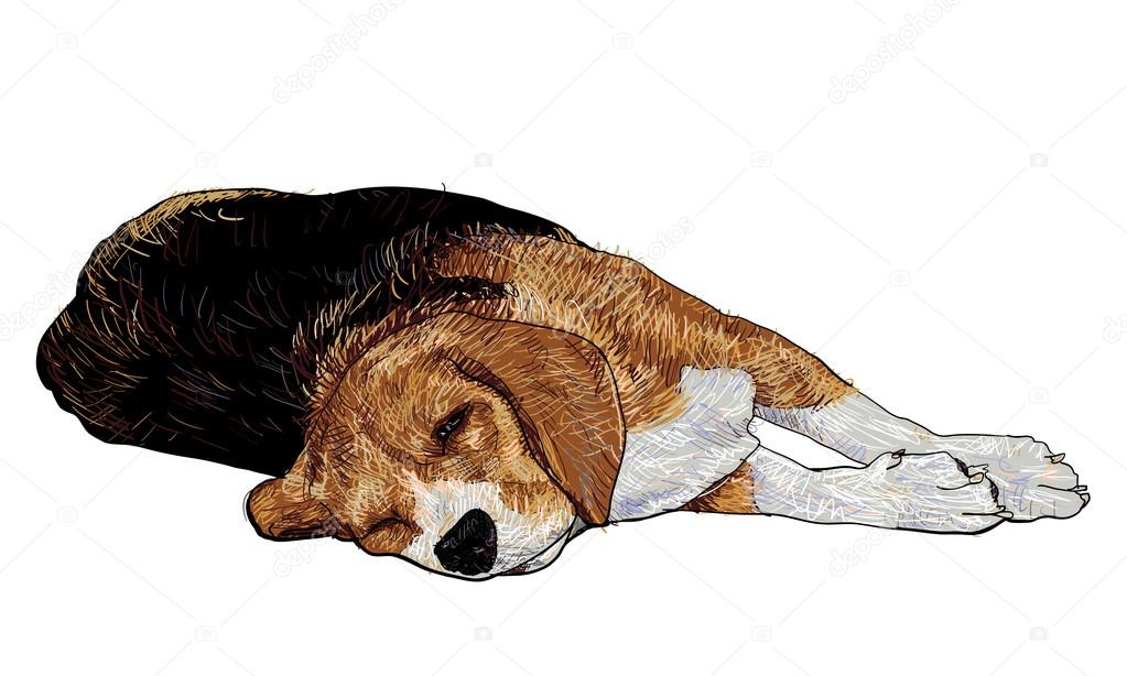 Laying beagle