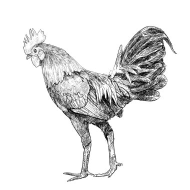horoz mücadele