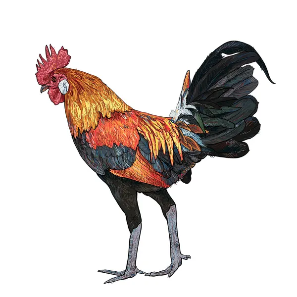 Lucha contra la polla — Archivo Imágenes Vectoriales