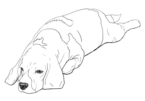 Laying beagle — Stock Vector