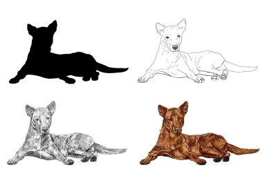 köpek şafak zarif poz yatıyor