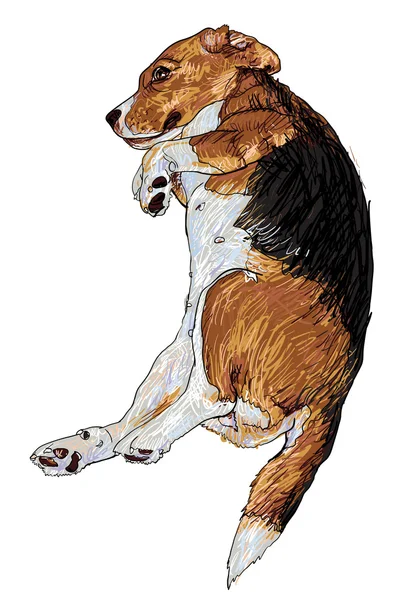 Spící beagle — Stockový vektor
