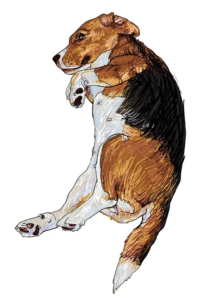 Beagle durmiente — Vector de stock