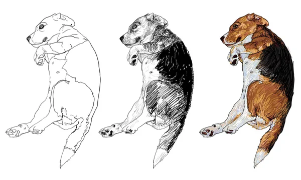 Beagle durmiente — Vector de stock