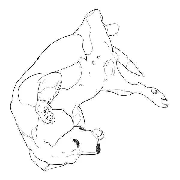 Grappige pose van beagle — Stockvector
