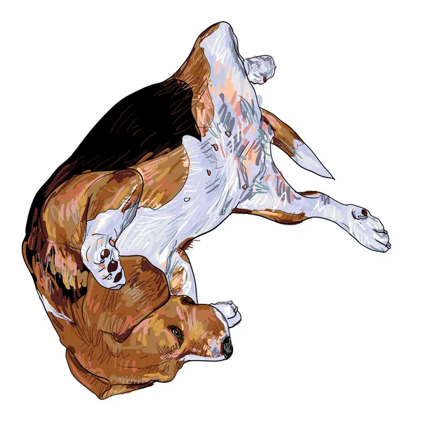 Drôle de pose de beagle — Image vectorielle