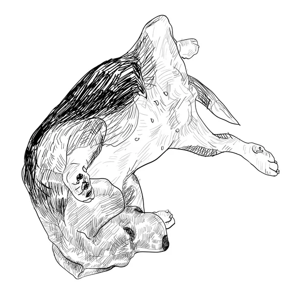 Lustige Pose des Beagle — Stockvektor