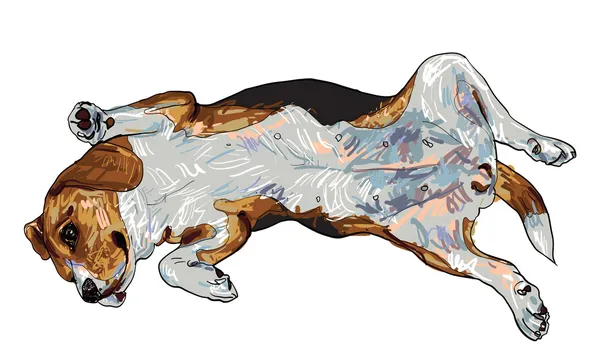 Lustige Pose des Beagle — Stockvektor