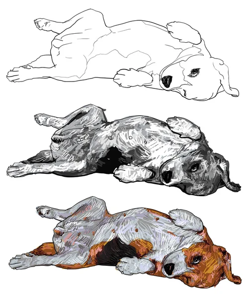 Pose divertida de beagle — Archivo Imágenes Vectoriales