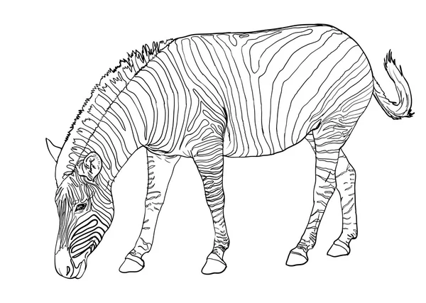 Zebra — Stock Vector