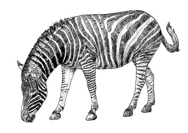 Zebra. —  Vetores de Stock