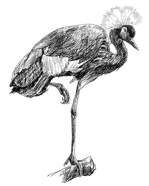 Uccello gru africano incoronato — Vettoriale Stock