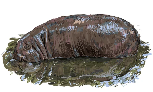 Hipopótamo — Archivo Imágenes Vectoriales