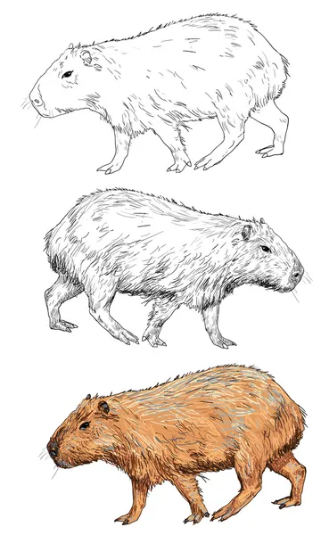 Capivara — Vetor de Stock