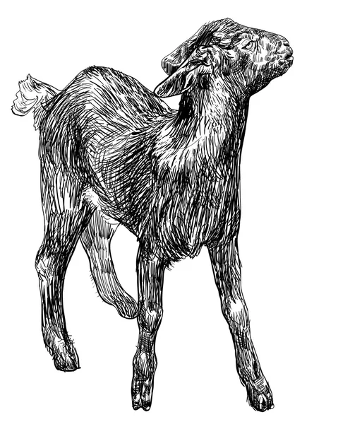 Молодая чёрная коза — стоковый вектор