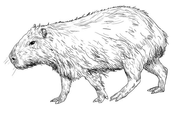 Capybara — Image vectorielle