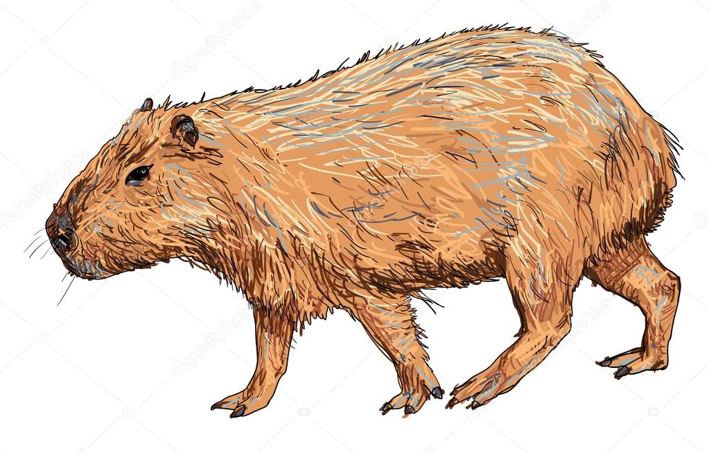 Ilustração em vetor capivara bonito dos desenhos animados vetor animal  isolado design plano