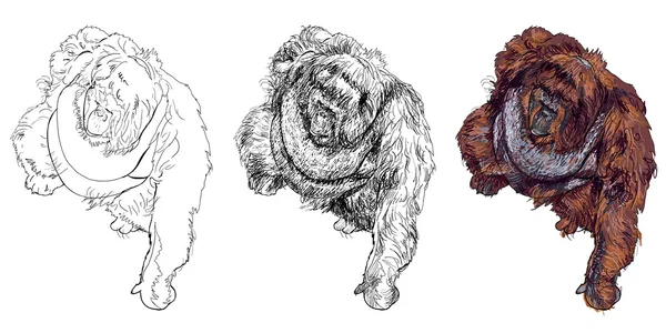 Orangután — Archivo Imágenes Vectoriales