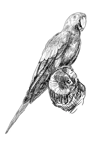 Попугай — стоковый вектор