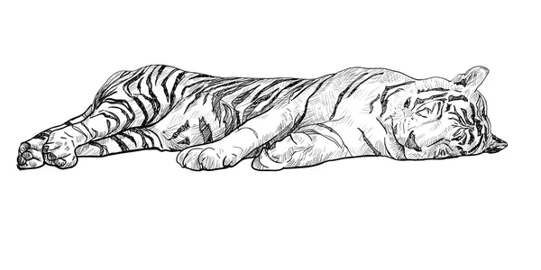 Tigre blanc endormi . — Image vectorielle