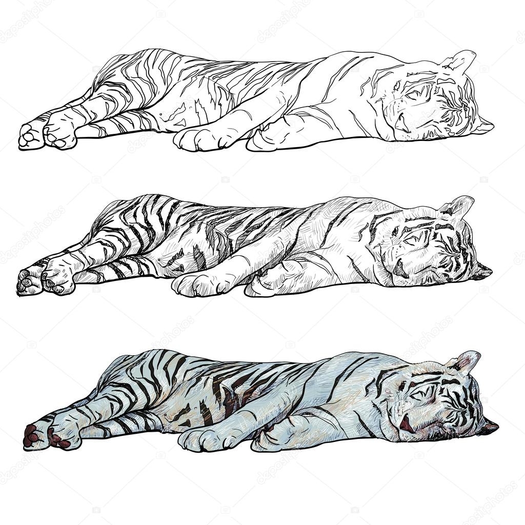 Tigre blanco dormido . Vector de stock #25861535 de ©hadkhanong1979, image size:1024x1024