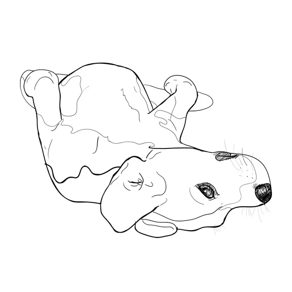 Pose divertida de beagle — Vector de stock