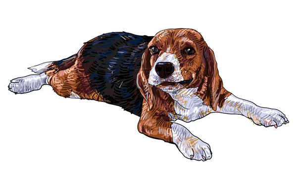 Jugando Beagle — Vector de stock