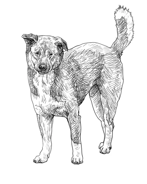 Chien errant — Image vectorielle