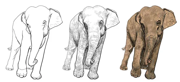 Éléphant d'Asie — Image vectorielle