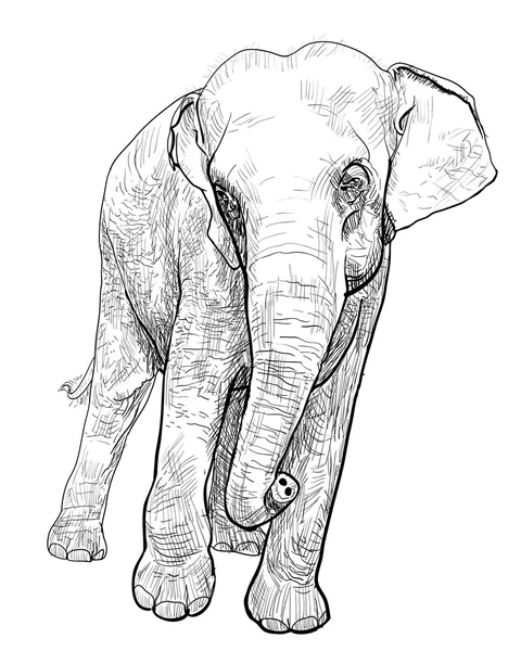 Asiatischer Elefant — Stockvektor