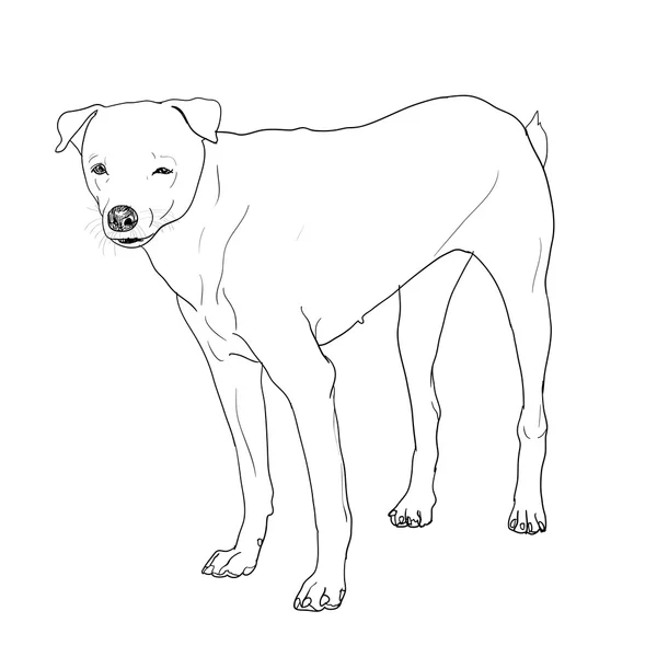 Cane bianco — Vettoriale Stock