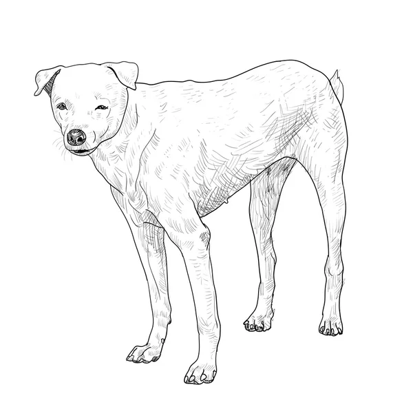 Perro blanco — Vector de stock