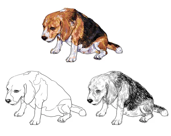 Grasa beagle — Vector de stock