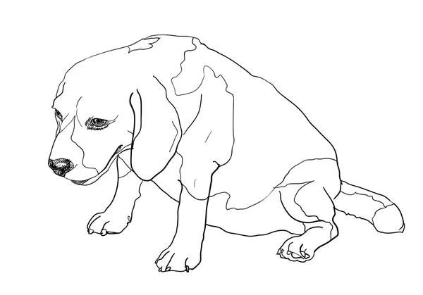 Grasa beagle — Vector de stock