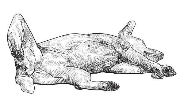 眠っている犬 — ストックベクタ