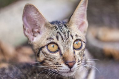 küçük kedi