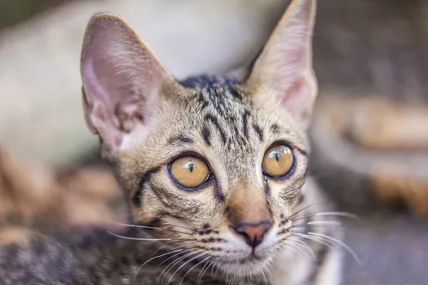 小小的猫 — 图库照片