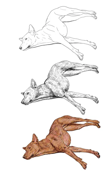 Ležící pes — Stockový vektor