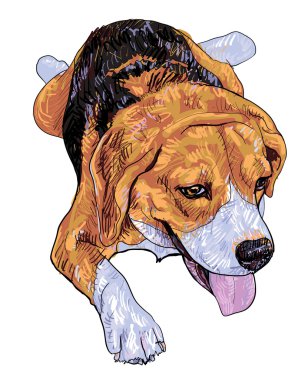 kaşlarını baş beagle