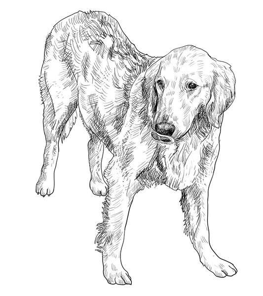 Golden Retriever — Stockvektor