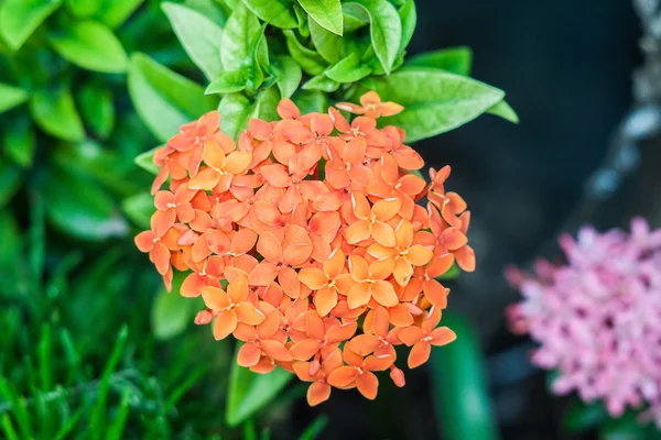 Oranje ixora bloem — Stockfoto