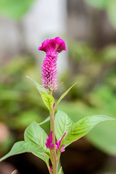 Cockscomb flower — Stock Photo, Image