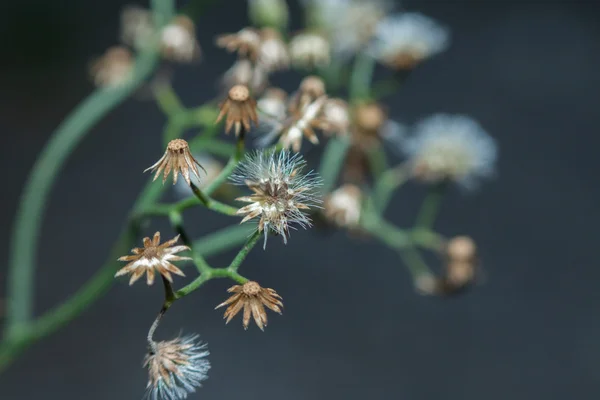 小さな鉄の雑草 — ストック写真