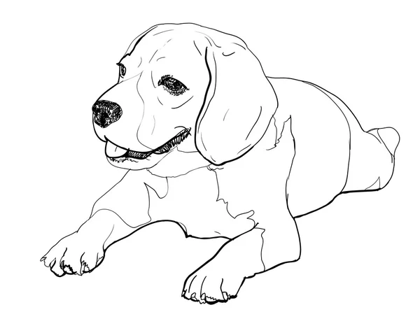 Beagle. — Vector de stock