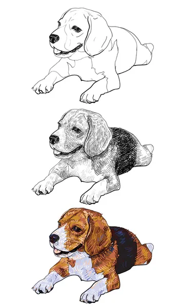 Beagle. — Vector de stock